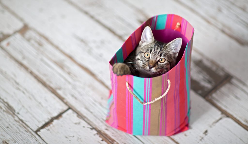 Cat hiding in a gift bag