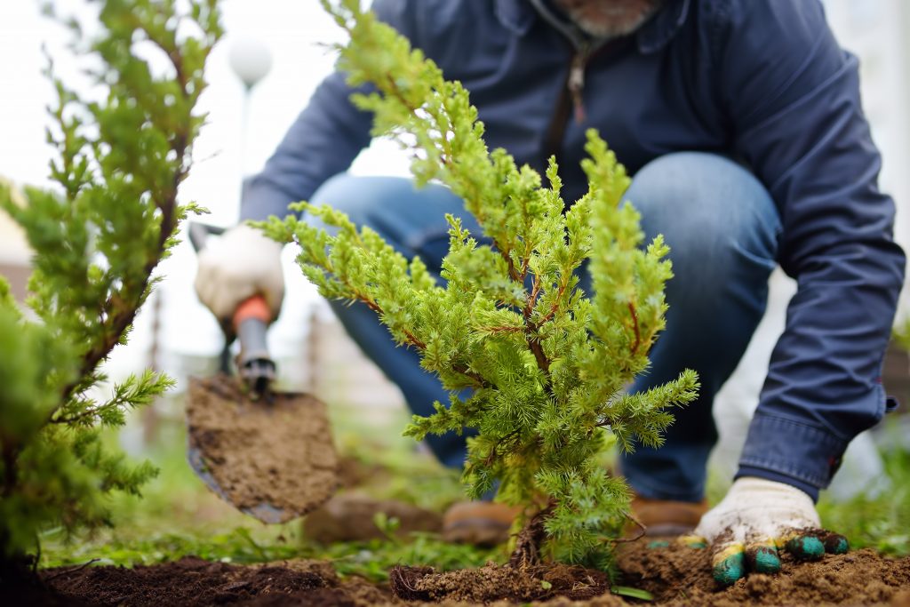 Man planting a tree to reduce home maintenance costs