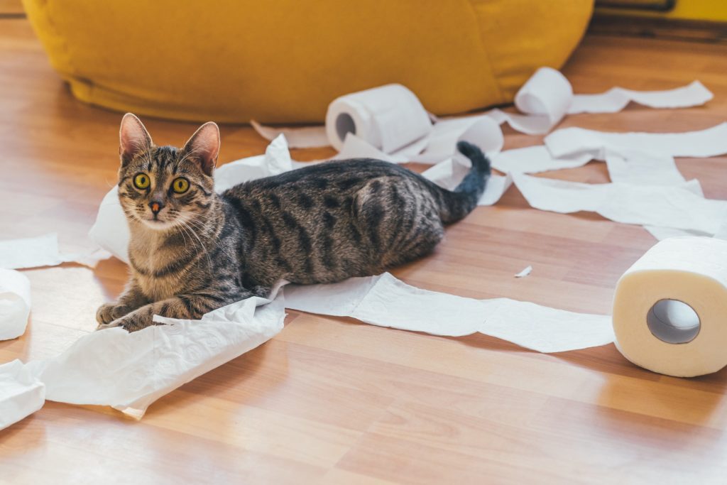 Cat playing with toilet paper